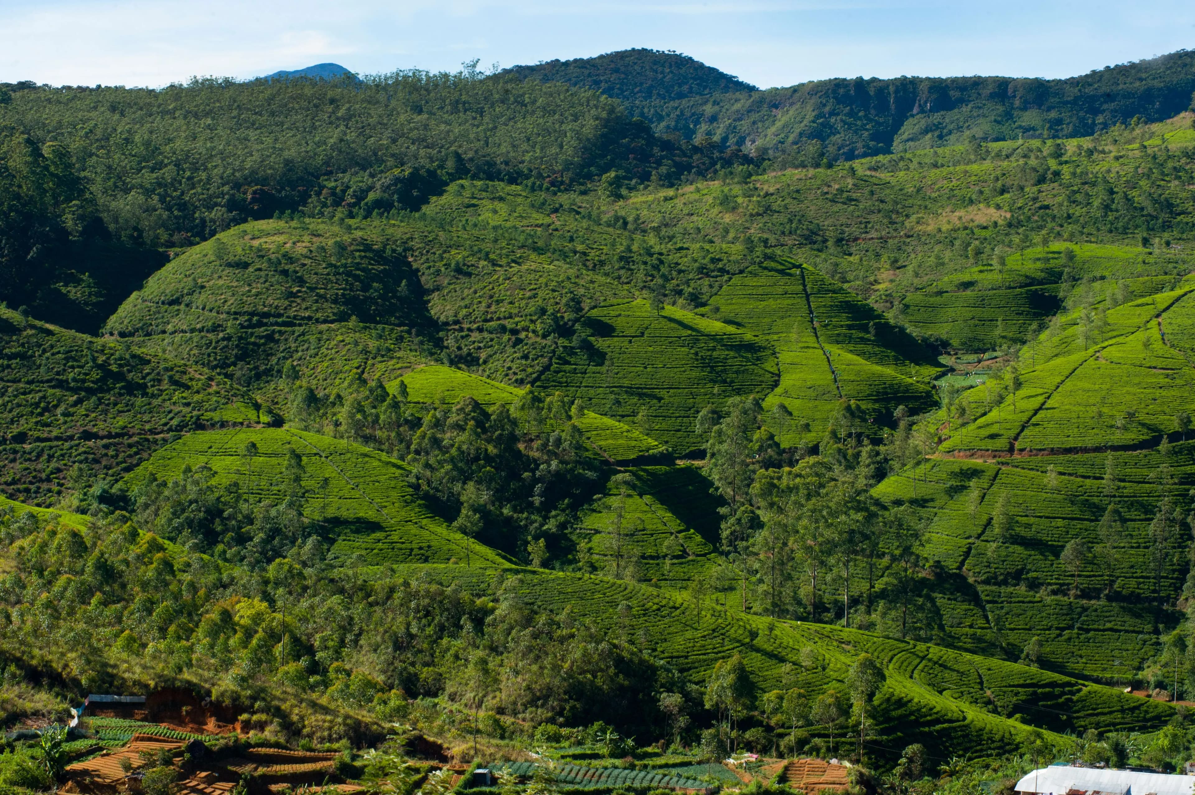 Nuwara Eliya: Sri Lanka's Tea Capital