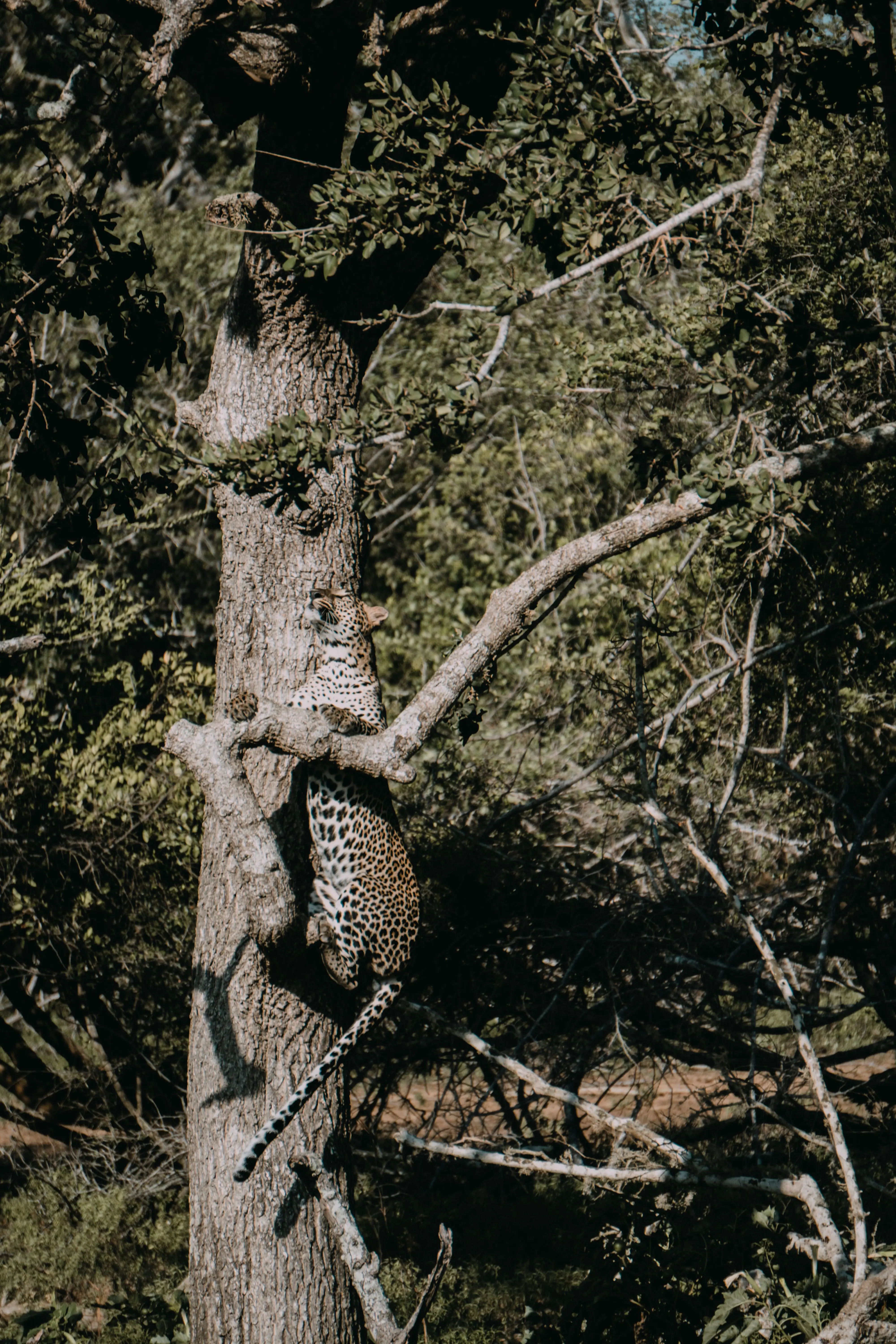 Yala National Park: Leopard Country