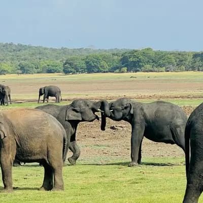 Private Jeep Safari at Kaudulla National Park