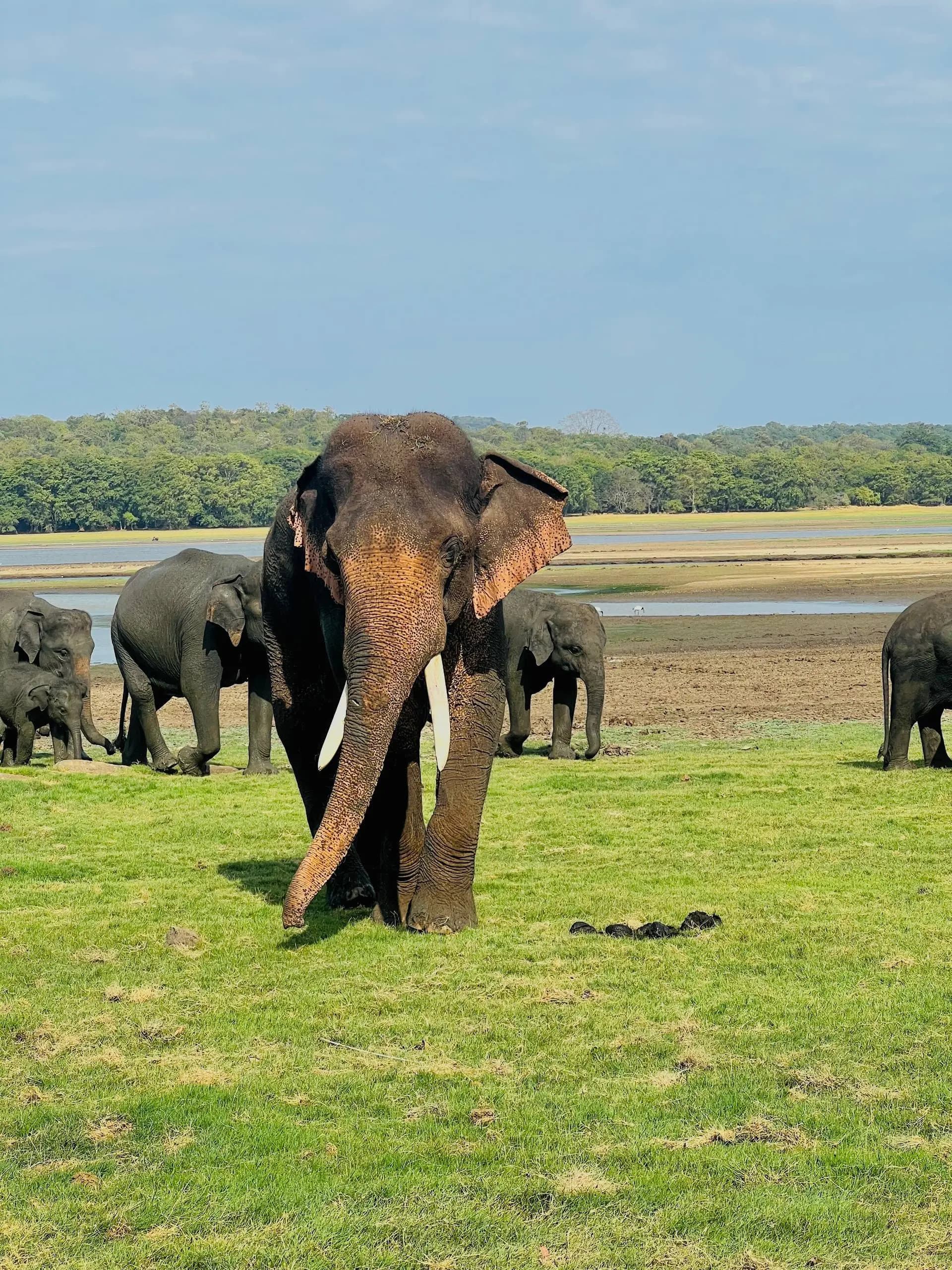 Private Jeep Safari at Minneriya National Park