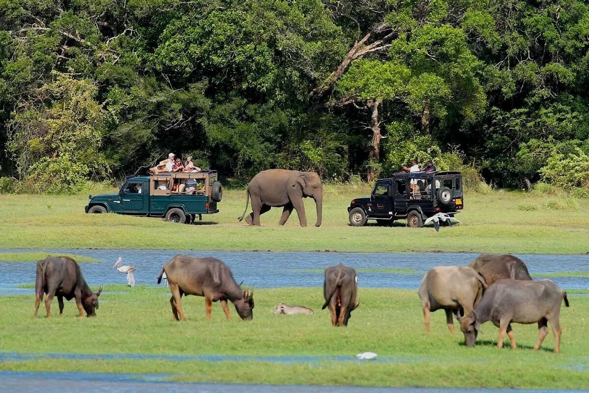 Private Jeep Safari at Kaudulla National Park: Elephant gathering at Kaudulla