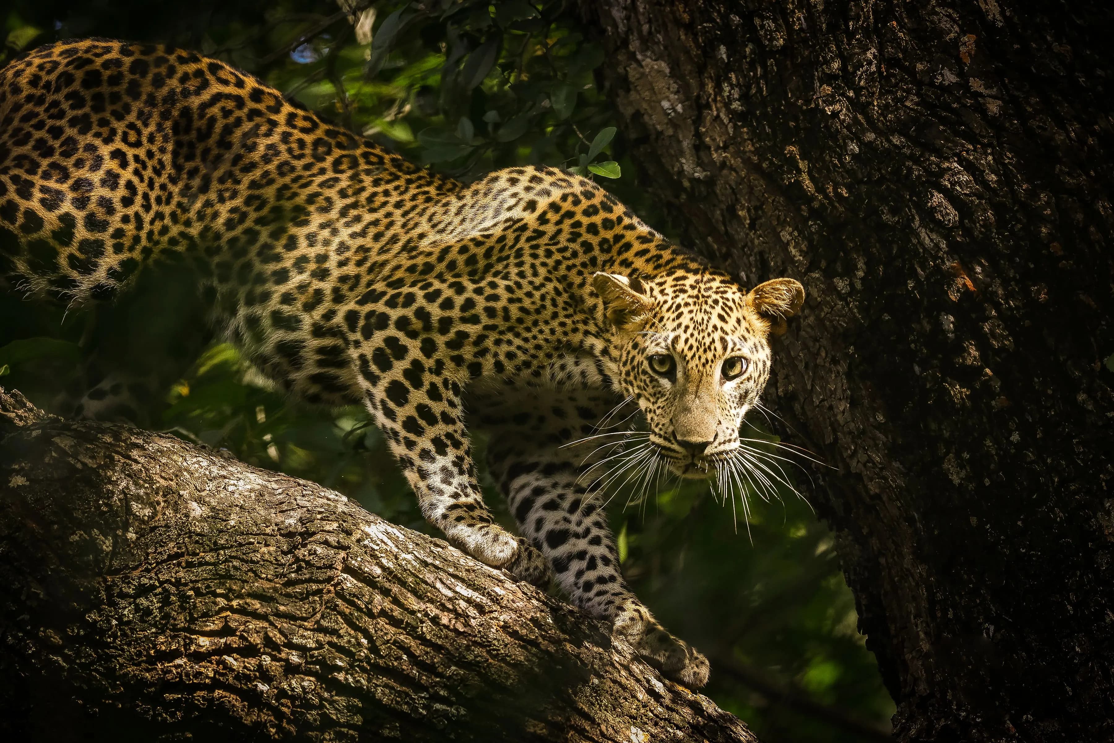 Private Jeep Safari at Yala National Park: Leopard in the open