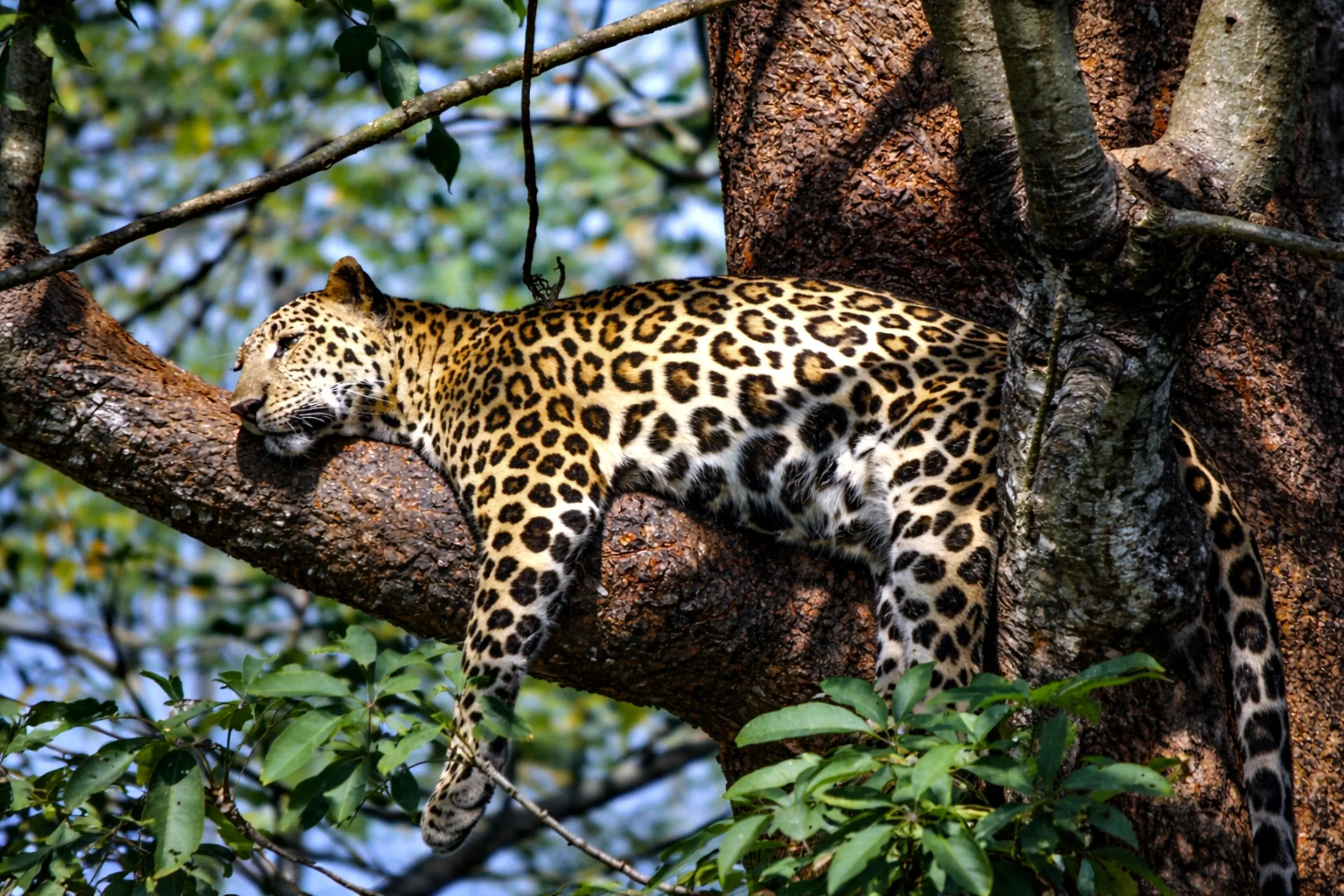 A Complete Guide to a Yala National Park Safari