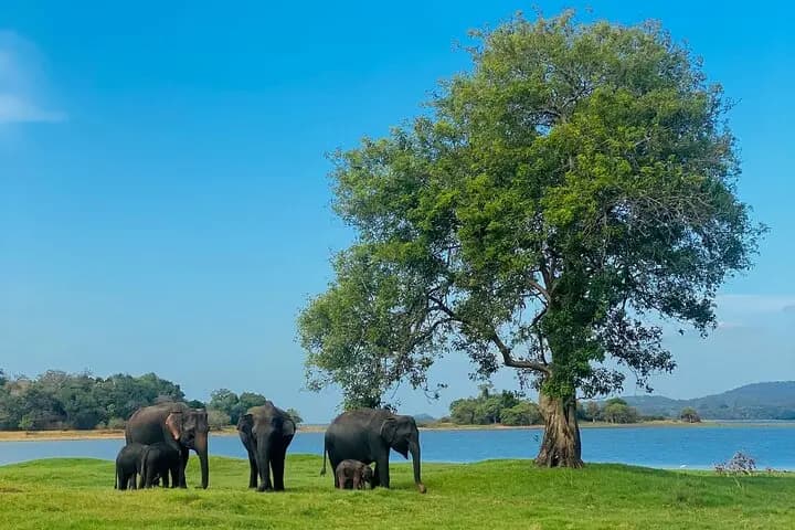 Private Jeep Safari at Minneriya National Park